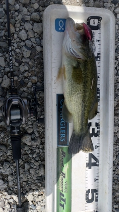 ブラックバスの釣果