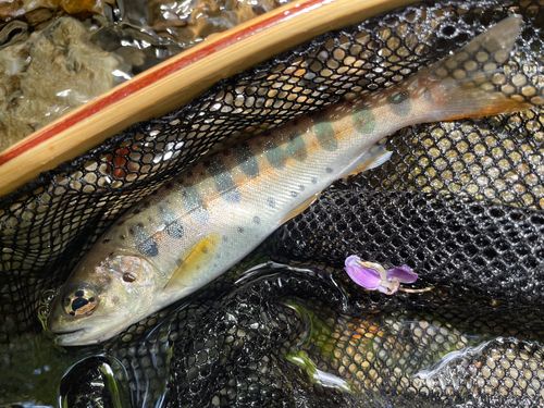 ヤマメの釣果