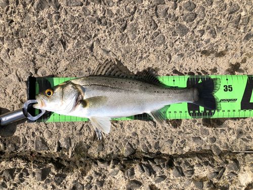 シーバスの釣果