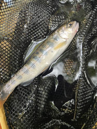 ヤマメの釣果