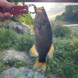 スモールマウスバス