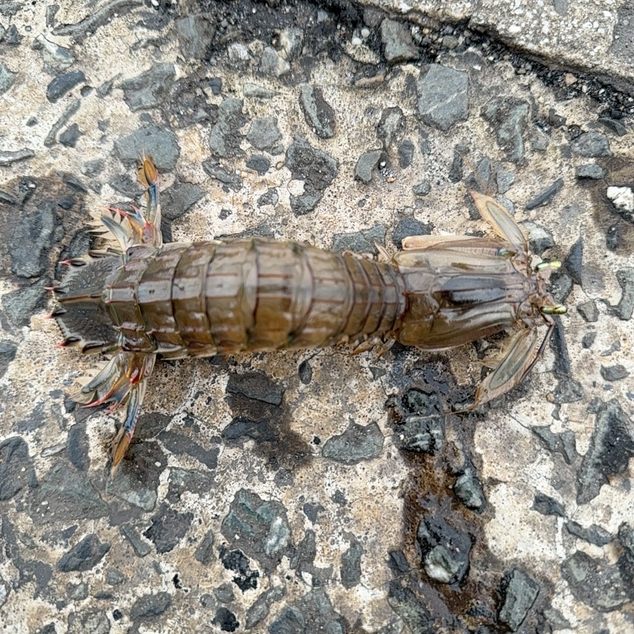 シャコ