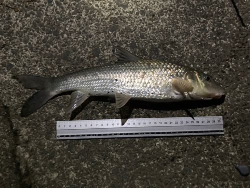 ニゴイの釣果