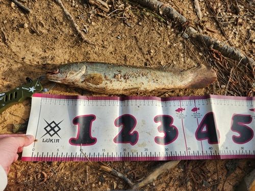 アメリカンキャットフィッシュ