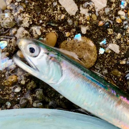 カタクチイワシの釣果