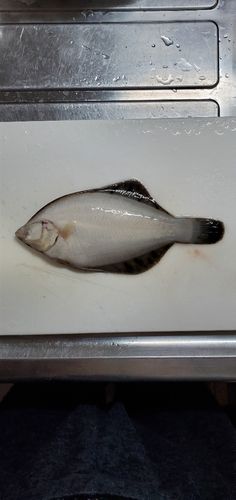 カレイの釣果