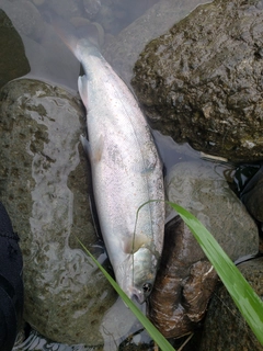 アマゴの釣果