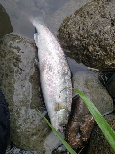 アマゴの釣果