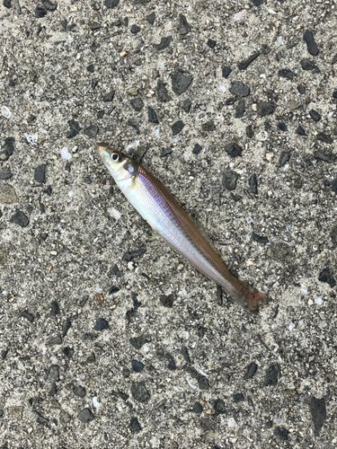 キスの釣果