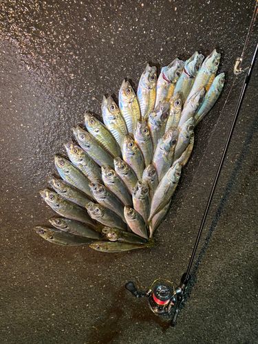 アジの釣果