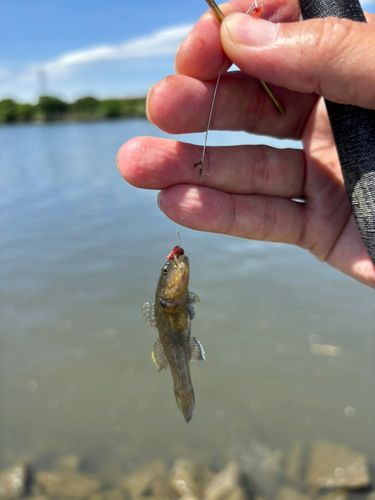 シモフリシマハゼの釣果