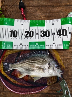 キビレの釣果