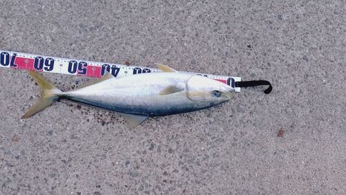 ハマチの釣果