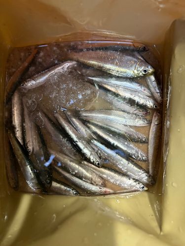 カタクチイワシ