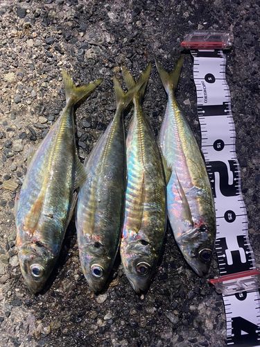 アジの釣果