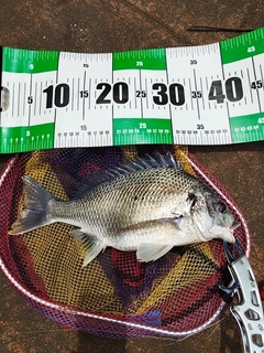 キビレの釣果