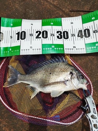 キビレの釣果