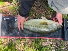 ラージマウスバスの釣果