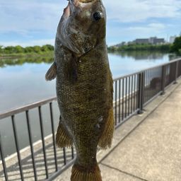 スモールマウスバス