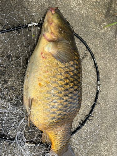 コイの釣果