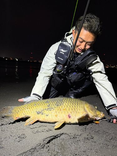 コイの釣果