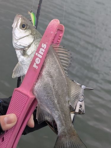 セイゴ（ヒラスズキ）の釣果