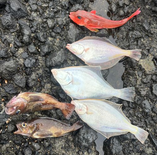 カナガシラの釣果