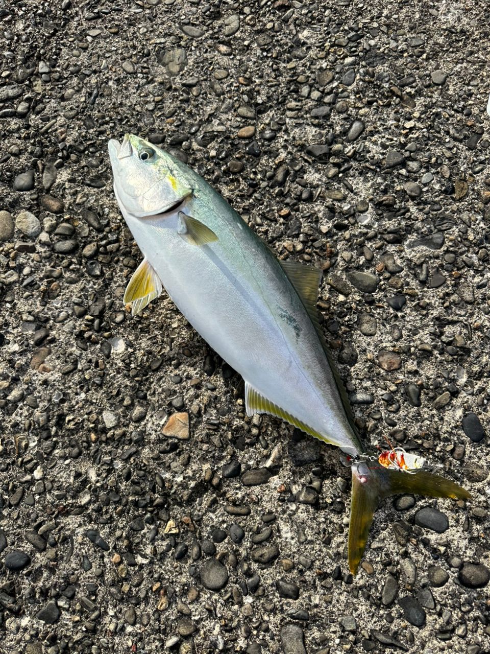 ハマチ