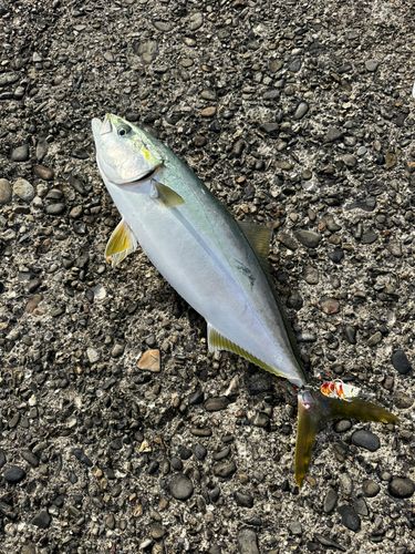 ハマチの釣果