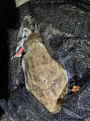 モンゴウイカの釣果