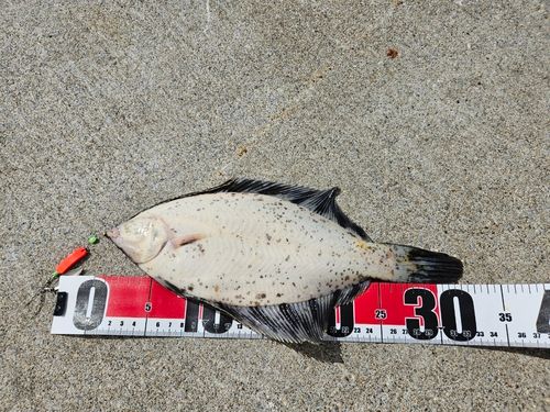 クロガシラガレイの釣果