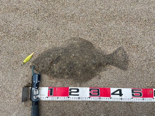 ヒラメの釣果