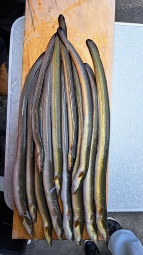 ニホンウナギの釣果