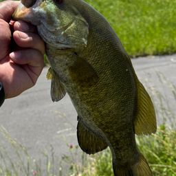 スモールマウスバス