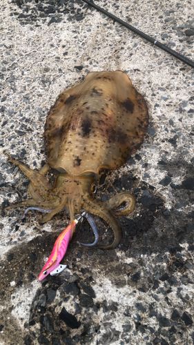 アオリイカの釣果