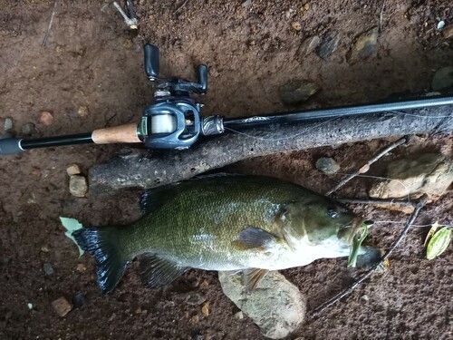 スモールマウスバスの釣果