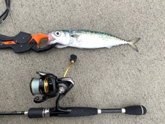 サバの釣果