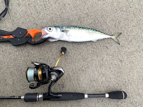 サバの釣果