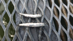 カタクチイワシの釣果
