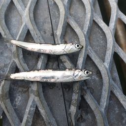 カタクチイワシ