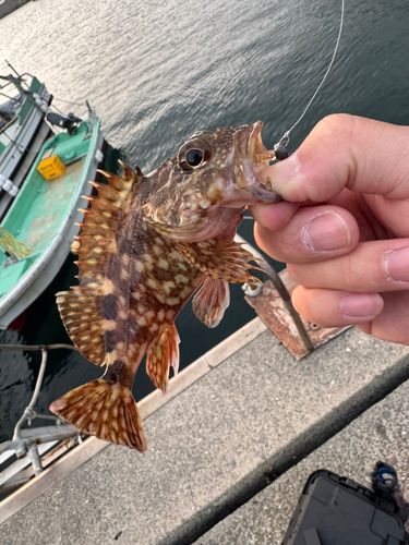カサゴの釣果