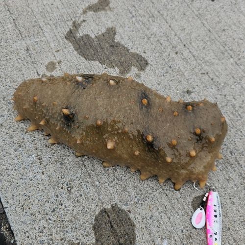 ナマコの釣果
