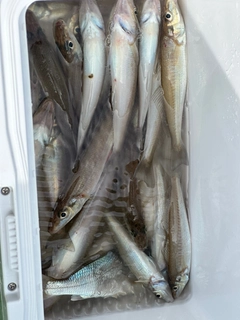 キスの釣果