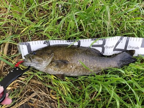 スモールマウスバスの釣果
