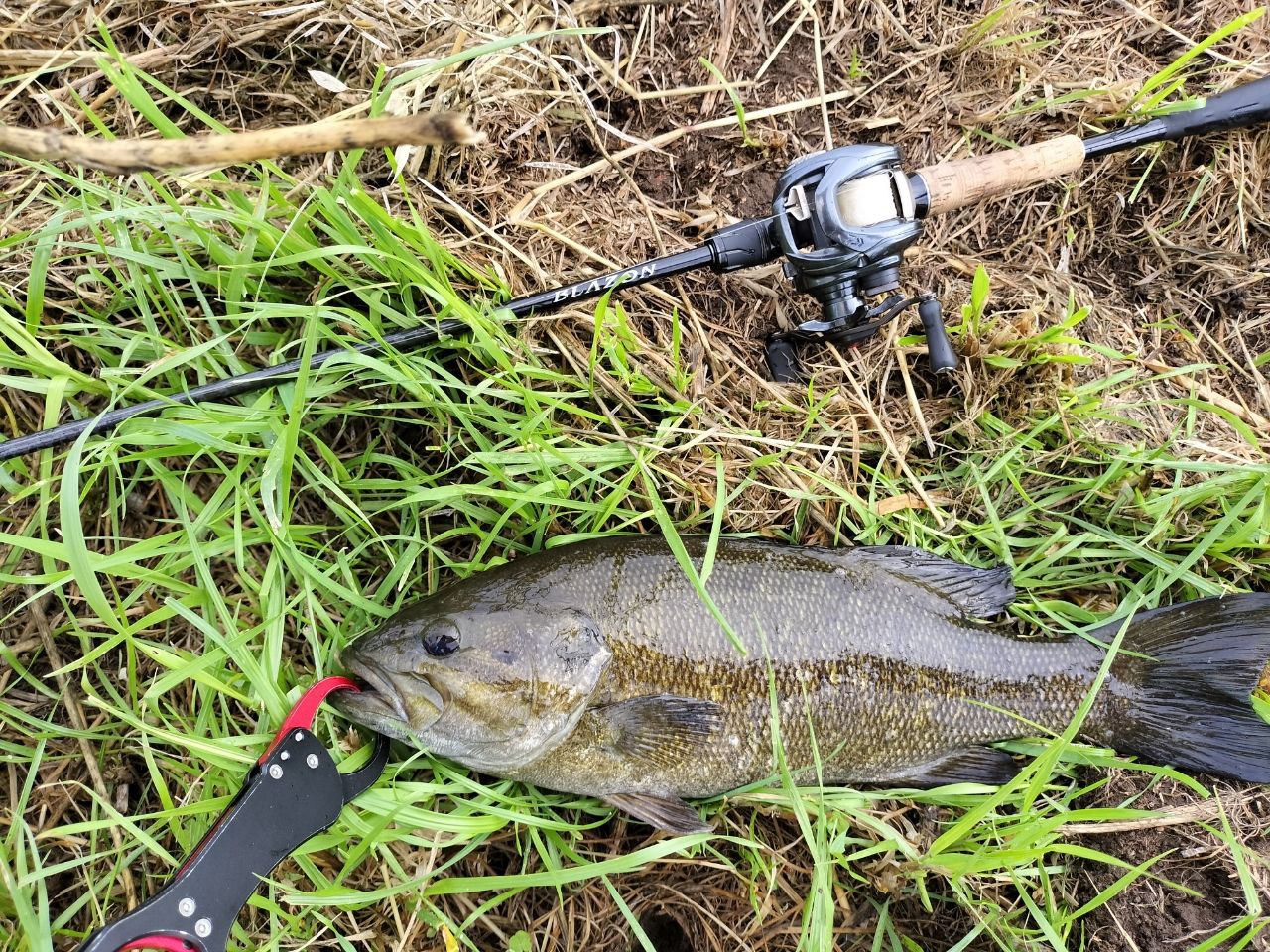スモールマウスバス