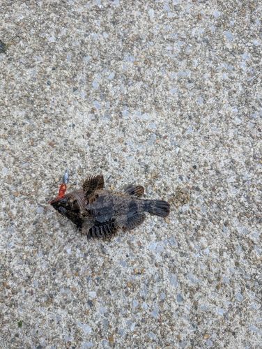 クロメバルの釣果