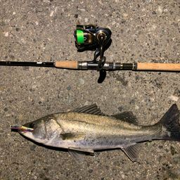 フッコ（マルスズキ）