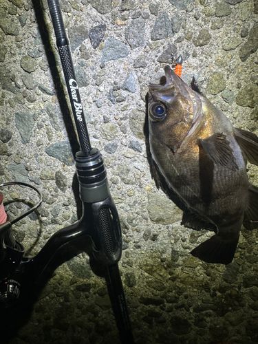 クロメバルの釣果