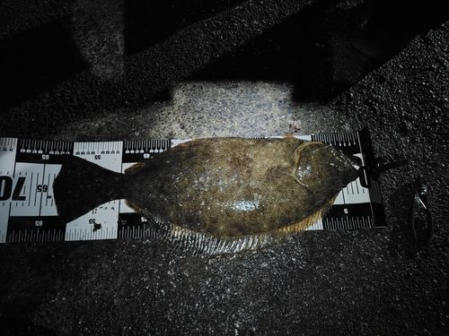 ヒラメの釣果