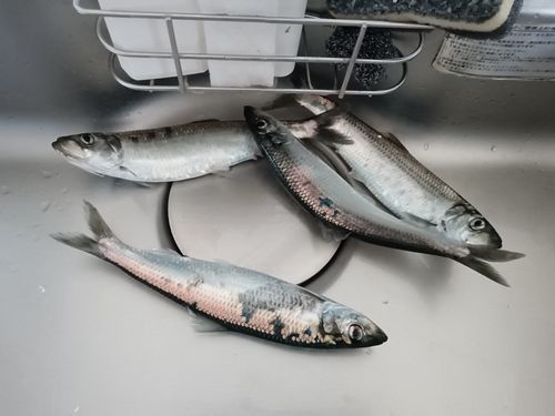 ニシンの釣果